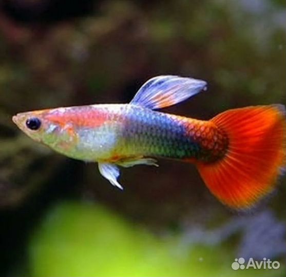 Аквариумные рыбки Гуппи