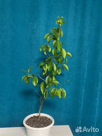 Лимонное дерево