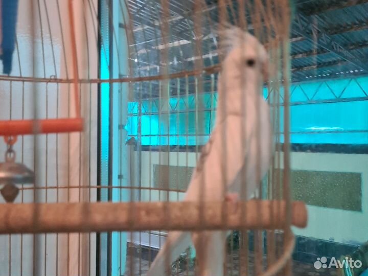 Попугай кореша с клеткой