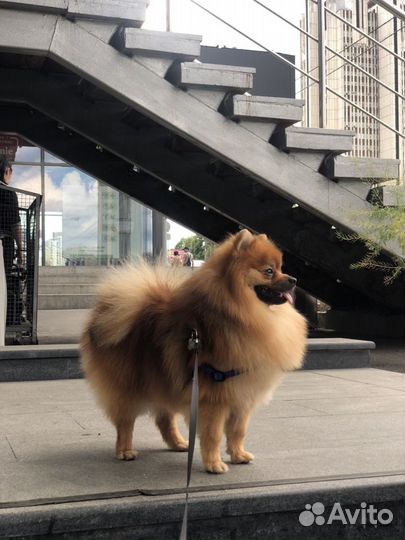 Немецкий Шпиц вязка