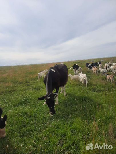 Дуйная корова