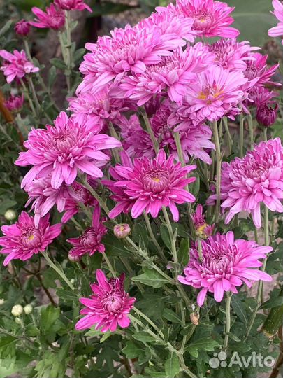 Хризантема