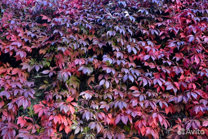 Дикий (девичий) виноград, трава бордюрная