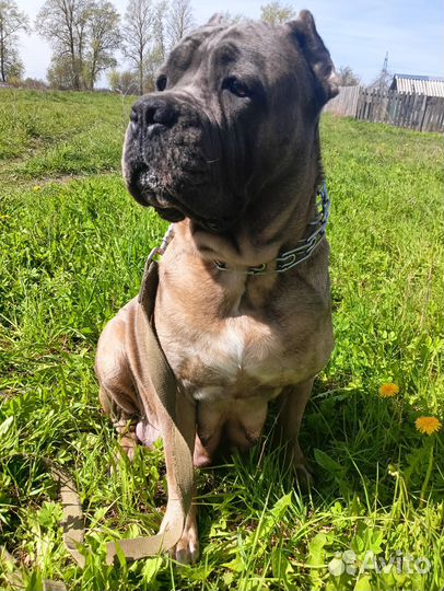 Щенки кане корсо