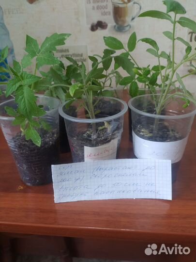 Рассада помидоров томатов за 2 корня