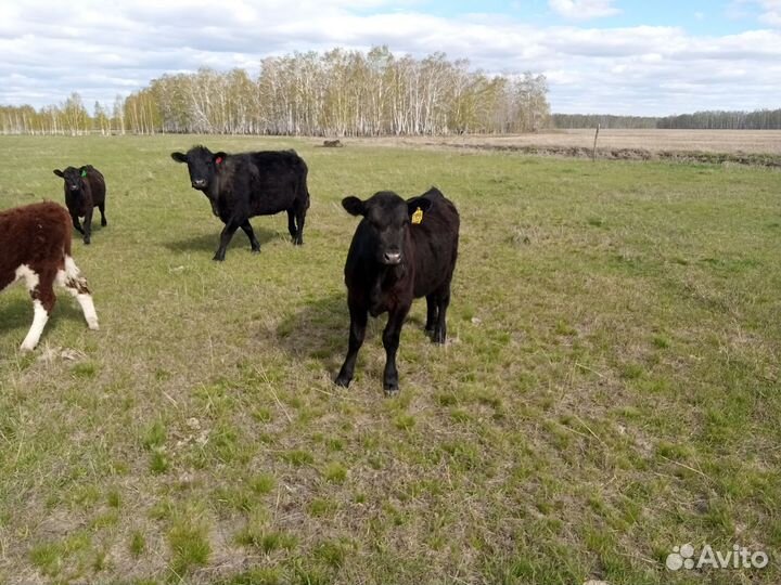 Тёлки абердин-ангус