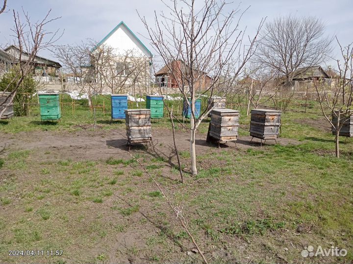 Продается пасека