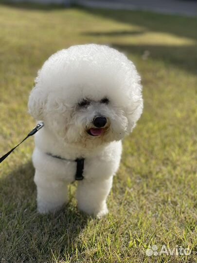 Бишон фризе вязка