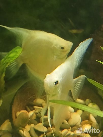 Скалярия белая платина самка 1,5 года