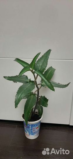 Каланхоэ лечебное