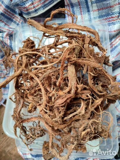 Красный корень, мумие