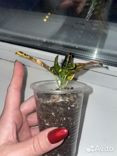 Кротон редкий