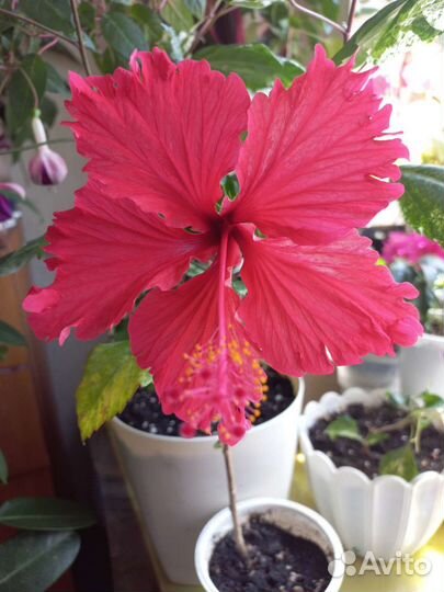 Гибискус китайская роза