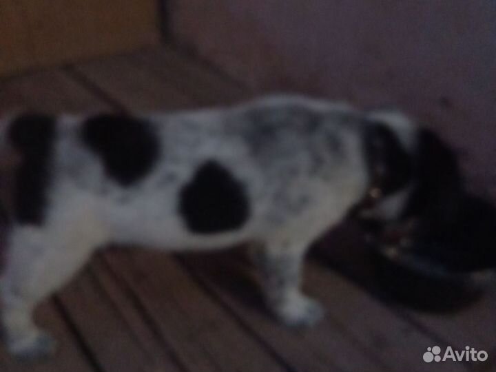 Отдадим щеночка остался мальчик