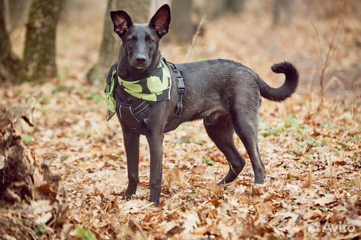 Красавчик Арчи ищет дом