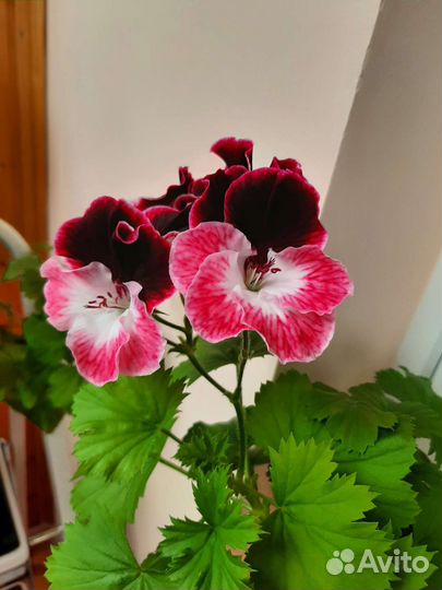 Пеларгония герань