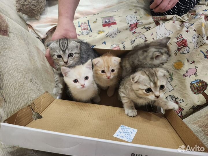 Шотландские котята