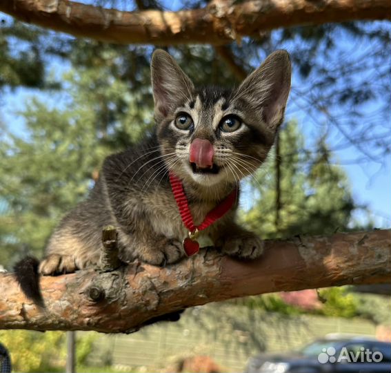 Котенок чаузи ф5 девочка