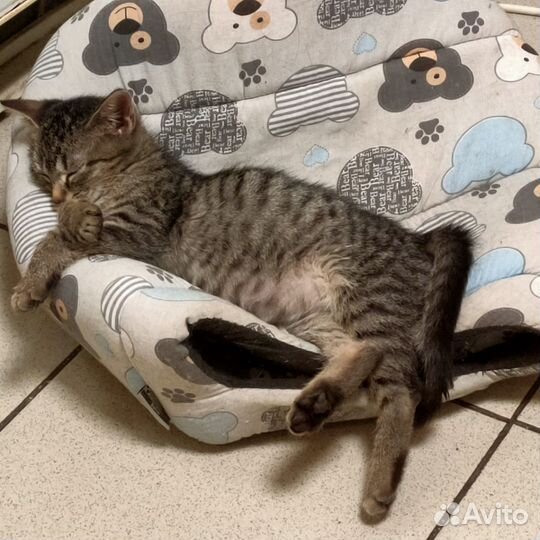 Котята девочки в добрые руки