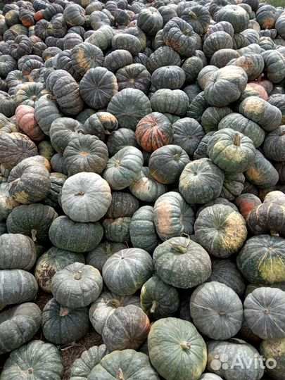 Тыква оптом