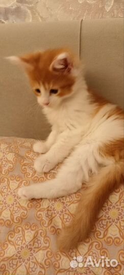 Котята мейн-кун