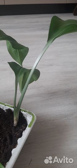 Эухарис амазонская лилия