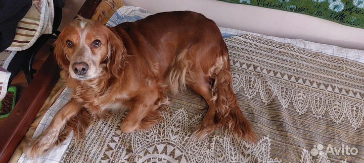 Русский спаниель