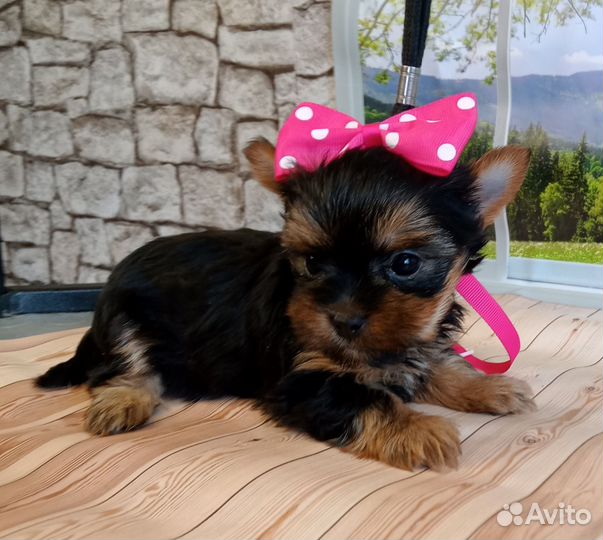 Йоркширский терьер щенки