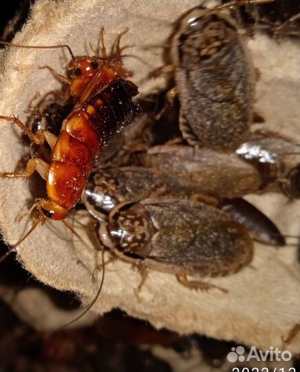 Кормовые тараканы