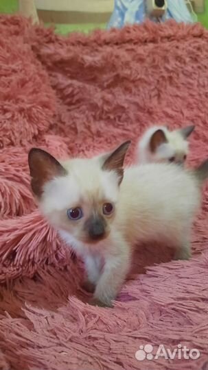 Сиамские котята