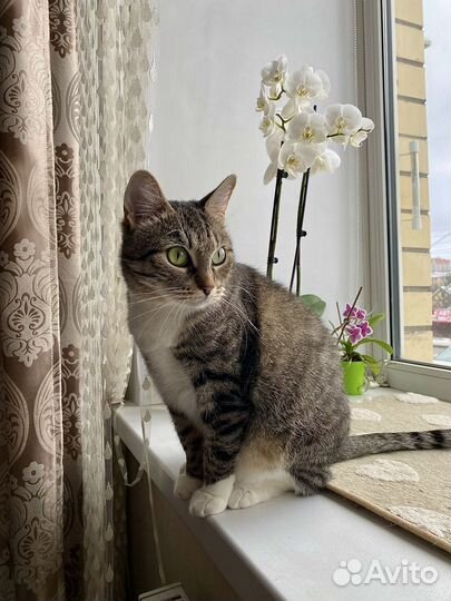 Очень ищет дом кошечка