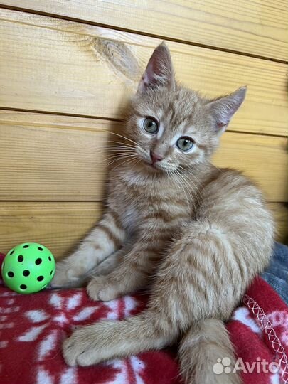 Цукатик с огромными глазами ищет дом