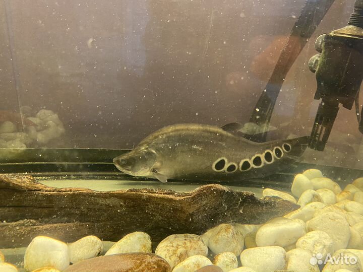 Индийский нож, акулий балу