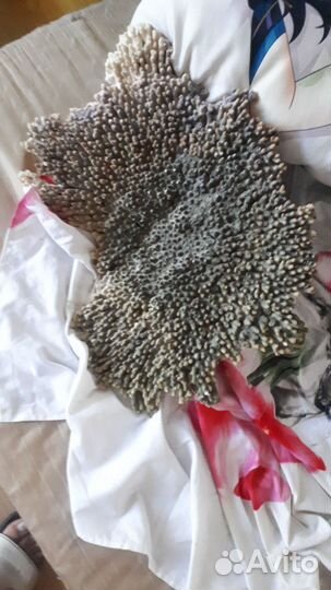 Корал морской