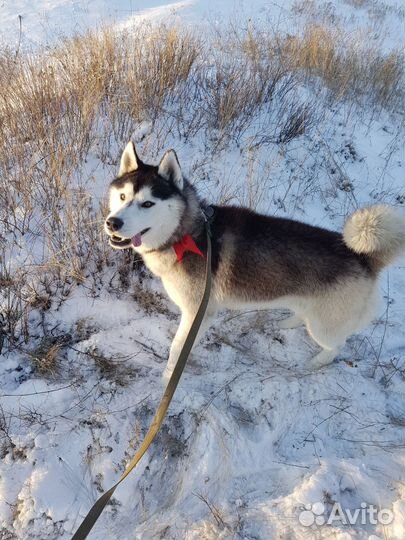 Хаски в добрые руки