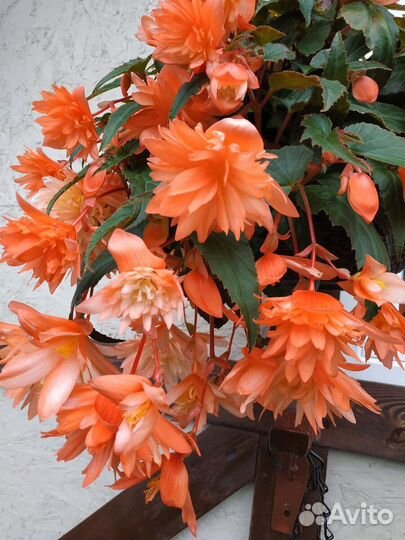 Бегония беллекония ампельная