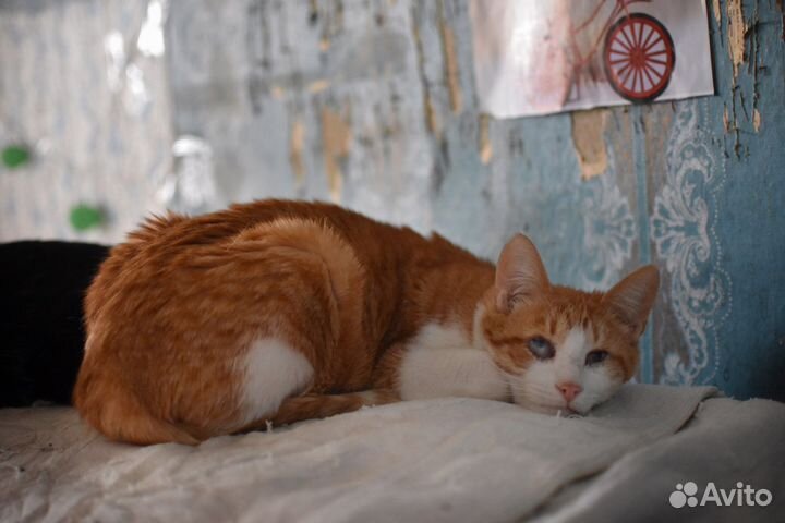 Слепой котенок