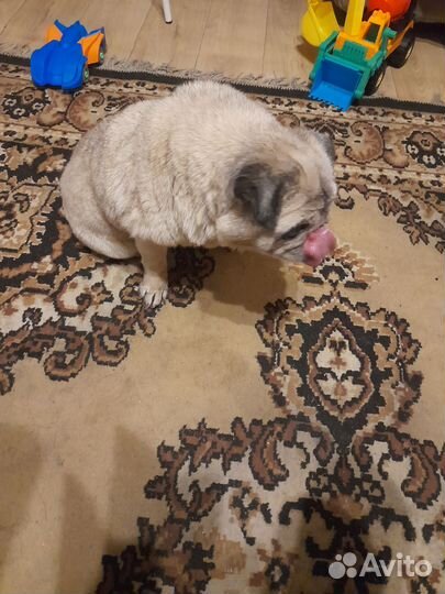 Найдена собака мопс девочка