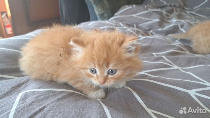 Рыжие котята в дар