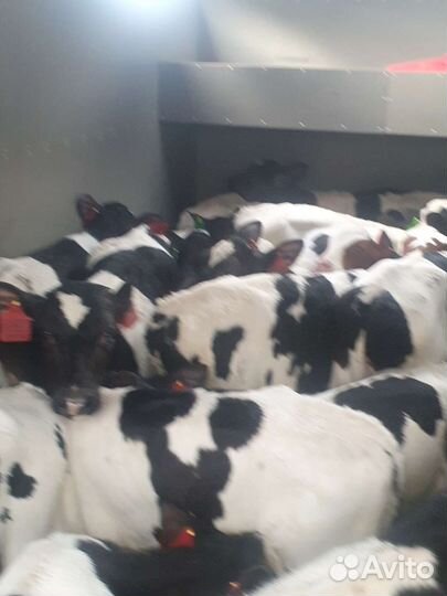 Телята бычки