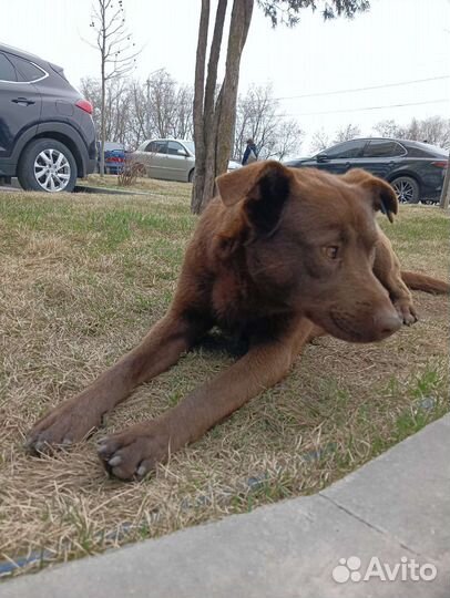 Собака мальчик ищет дом