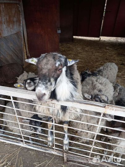 Овцы бараны