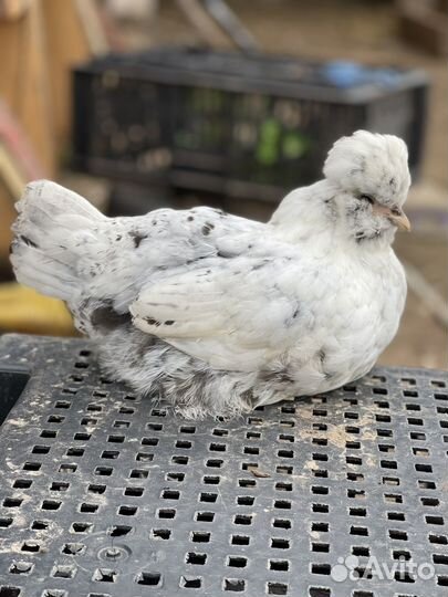 Куры и петухи