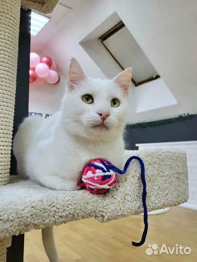 Котик Версаль