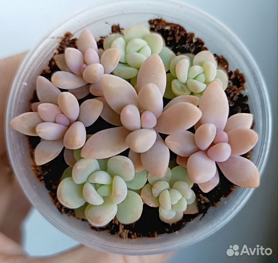Суккуленты набор