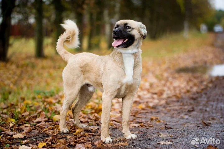 Миниатюрный Кузя в дар