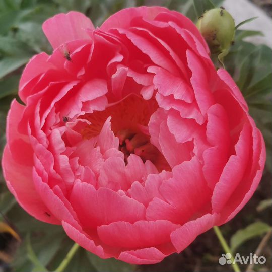 Пионы из сада