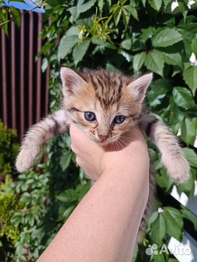 Замечательные котятки ищут дом