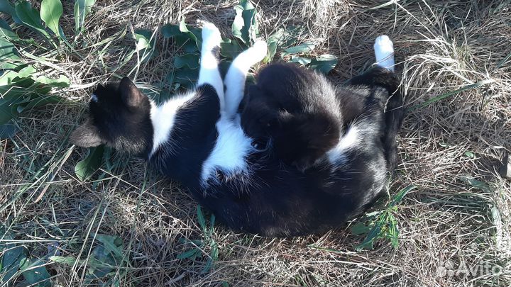 Кошка с котятами умирают