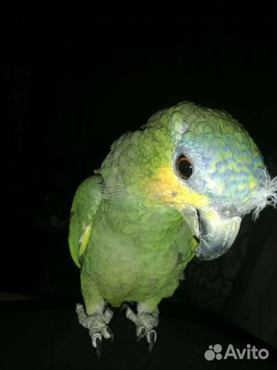 Венесуэльский Амазон